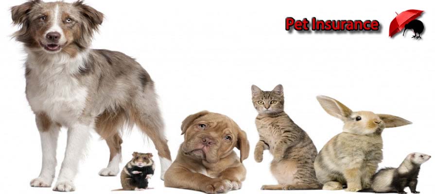 Pet Insurance New Zealand